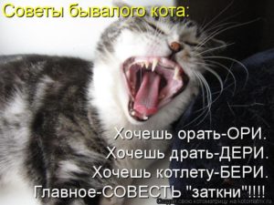 Котенок 5 месяцев постоянно мяукает. Почему кошка орет днём и ночью — причины и методы решения проблем. Что делать, если кот не спит по ночам, ходит и мяукает