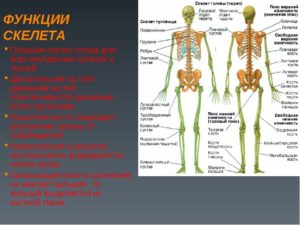 Сколько костей насчитывается в скелете человека. Скелет: сколько костей в теле человека