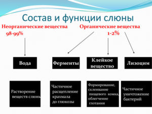 Какую роль играют ферменты слюны в пищеварении. Слюна человека: состав, функции, ферменты