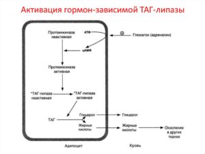 Что такое липаза и норма фермента в крови? Ферментные препараты на основе липазы против жира и целлюлита