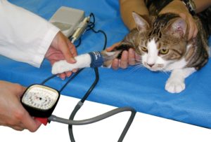 Высокое давление у собак и кошек: причины, симптомы, как измерить. Измерение артериального давления у собак и кошек Повышенное давление у собаки