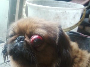 Собаки, у которых выпадают глаза: особенности проптоза. Тибетская порода ши-тцу - собака, у которой выпадают глаза Как выпадают глаза у