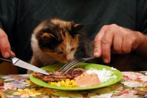 Можно ли кормить кошку свининой: мнения врачей, заводчиков и экспертов. Почему кошкам нельзя свинину? Можно ли давать кошке сырую свинину