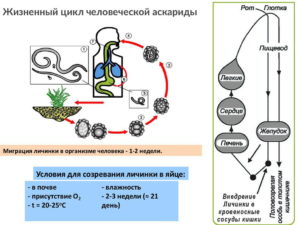 Стадия развития аскариды. Аскариды в лёгких. Цикл развития аскариды