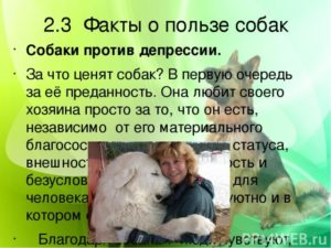 Мультицвет чем полезно собаку. Польза от собаки для человека. Они могут определить рак