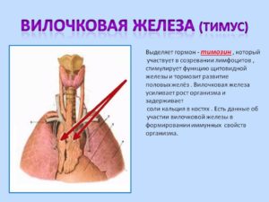 Гормоны вилочковой железы и их функции таблица. Важный орган иммунной системы — вилочковая железа