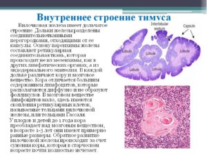 Препарат тимус гистология рисунок с подписями