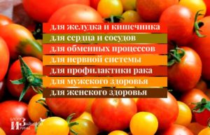 Томаты польза. Помидоры со сметаной. В каких случаях помидоры могут нанести вред организму