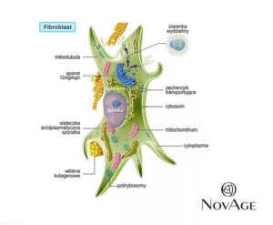 Фибробласты в косметологии. Фибробласты - это что такое? Клеточное омоложение фибробластами. Фибробласты, стволовые клетки и онкогенез