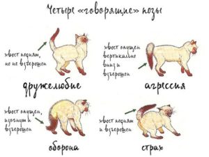 Котенок поджимает ухо. Язык тела и поведение кошки. Бактериальная микрофлора и грибки