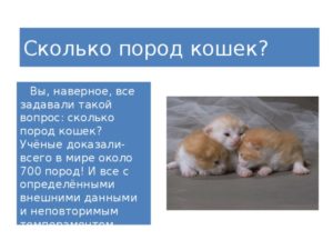 Сколько в мире котов и кошек. Сколько пород кошек существует в мире