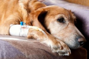Характерные симптомы парагриппа у собак и способы лечения. Парагрипп собак: симптомы, возбудители и лечение Парагрипп у собак симптомы и лечение