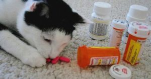 Какое лекарство дать кошке при отравлении. Отравление у котов и кошек: как помочь питомцу? Медикаменты и ядовитые вещества