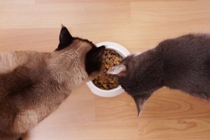 Как отучить кошку от жидкого корма. Как отучить кошку от сухого корма: лучшие методы при смене рациона. Основные принципы питания натуральными продуктами