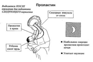 Влияние пролактина на организм женщины. Пролактин, влияние на зачатие