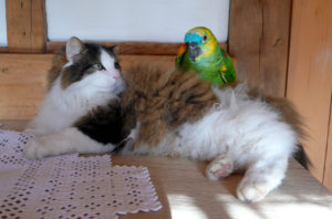 Могут ли ужиться кот с попугаем. Как подружить кошку с попугаем. Как им подружиться