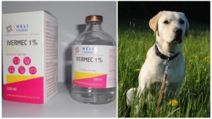 Ивермек для собак: инструкция по применению в ветеринарии, дозировка. Инструкция по применению ивермека для собак Ивермектин 1 инструкция по применению для собак