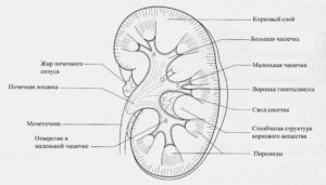 Почка человека строение в разрезе. Строение почки человека