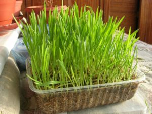 Как выращивают траву для кошек на продажу. Как называется трава для кошек, как ее посадить и вырастить. Выращивание травки в домашних условиях