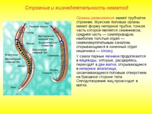 Органы размножения человеческой аскариды. Введение, круглые черви, класс нематод, человеческая аскарида - беспозвоночные черви