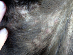 Бить ли тревогу при обнаружении у собаки сыпи на теле. Разновидности сыпи у собак, ее причины, симптомы и лечение