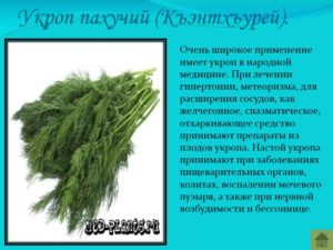 Семя укропа в народной медицине отзывы. Семена укропа. Полезные свойства. Лечение. Применение. Противопоказания. Лосьон для сухих волос