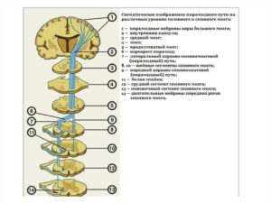 Пирамидальный путь неврология. Пирамидный путь. Центральный и периферический нейрон. Симптомы поражения пирамидного пути на уровне ствола мозга