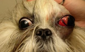 Собака, у которой выпадают глаза: породы. Оказание первой помощи. Выпадение глаз у собаки как правильно помочь мопсу Собака у которой выпадают глаза