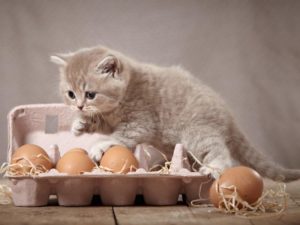 Можно ли кошкам есть яйца. Можно ли давать котенку вареное яйцо: плюсы и минусы этого продукта. Как давать кошке яйца