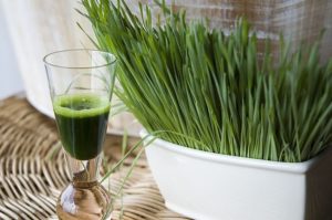 Витграсс (Wheat Grass): польза и вред, соки, как вырастить? Настолько ли полезен витграсс как о нем говорят