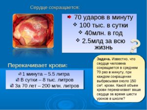 Среднее количество ударов сердца в минуту. Сколько ударов в минуту сердцебиение