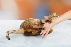 Котенок кусает руки и ноги что делать. Как отучить кота быть агрессором: кусаться, кидаться и царапаться