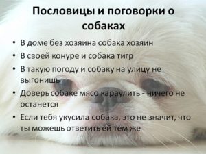 Пословицы со словом собака и их значение. Пословицы и поговорки про собак. Крылатые выражения про собак