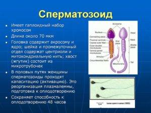 Как часто обновляется сперма (точный период для сперматозоидов). Через сколько времени обновляется сперма – период обновления сперматозоидов