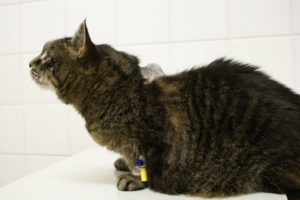 Фибросаркома у кошек, способы лечения заболевания и прогноз. Фибросаркома у кошек и собак