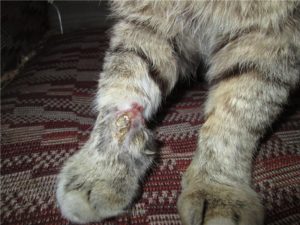 Кошка хромает на переднюю лапу: причины и лечение. Почему кошка хромает на переднюю лапу без видимых повреждений, что делать