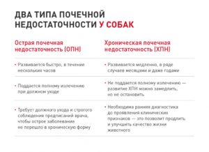 Чем кормить собаку при почечной недостаточности: подбираем правильный рацион. Правильно ли вы подобрали корм для собаки с почечной недостаточностью