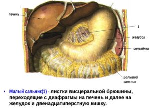 Большой и малый сальник функции. Большой сальник. Малый сальник. Каким образом резецируется сальник