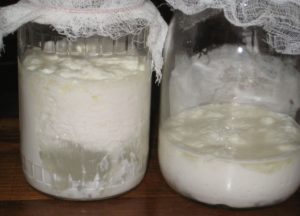 Тибетский молочный гриб как ухаживать. Как вырастить молочный гриб в домашних условиях