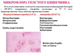 Бактерии в толстом кишечнике человека. Роль микрофлоры в толстом кишечнике