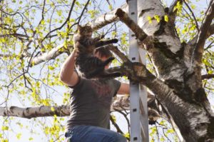 Сколько стоит снять кошку с дерева мчс. Как снять кошку с дерева: советы, помощь, рекомендации. Помощь специальных служб