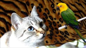 Могут ли ужиться кот с попугаем. Как подружить кошку с попугаем. Как им подружиться