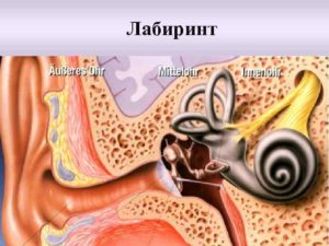 Внутренний отит уха: симптомы, лечение. Каково строение внутреннего уха человека и его функции