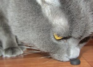 Можно ли давать активированный уголь кошкам? Как лечить кошку от отравления? Советы ветеринара Как давать уголь кошке