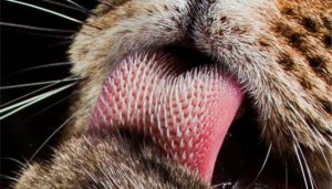 Для чего кошке шершавый язык. Почему у кошек такой шершавый язык? Как кошки пьют воду? Замедленная съемка