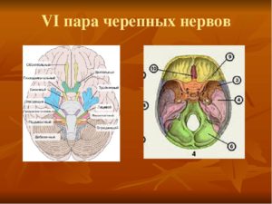 4 пара нервов. 4 Пара черепных нервов. 6 Пара ЧМН. Четвертая пара черепных нервов. 6 Пара черепно мозговых нервов.