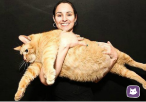 Сколько весит самый толстый кот в мире? Топ самых больших котов в мире