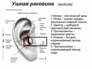 Диагностика по ушной раковине фото и описание