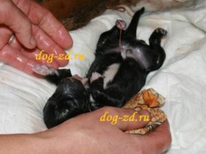 Развитие новорожденных щенков по дням после рождения. Уход за щенками. Период от рождения до трех недель. Что делать после рождения щенков