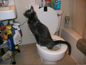 Кот ходит под ванну что делать. Почему кошка гадит в раковину или ванну? Причины, по которым кошка гадит
